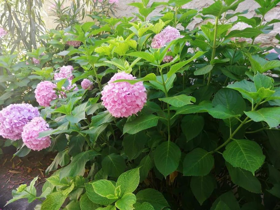 Apartment Micaela بولا المظهر الخارجي الصورة